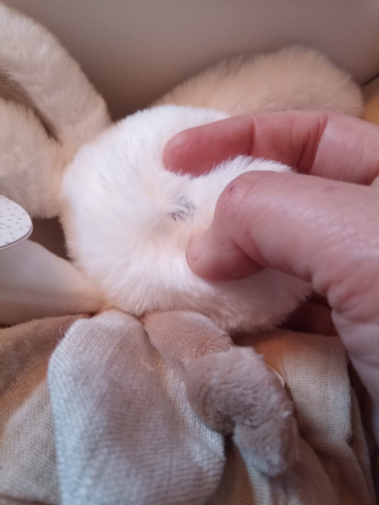 Parfait naissance